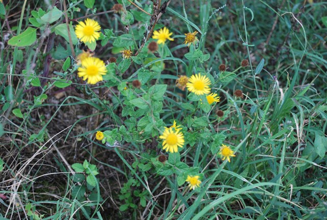 Pulicaria dysenterica